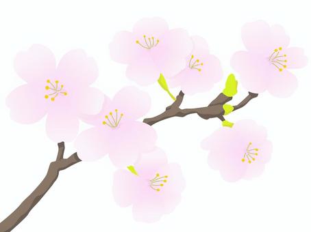 cherry blossoms, JPG, PNG and AI cherry blossoms, cherry blossoms, flower, spring, JPG, PNG and AI