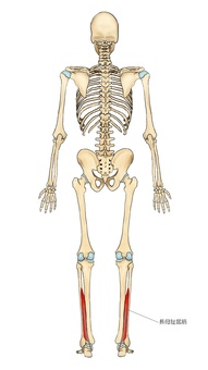 骨格と長母趾屈筋 長母趾屈筋,筋,筋肉,ガイコツ,解剖,骨,モデル,骨格,解剖学,スケルトンのイラスト素材