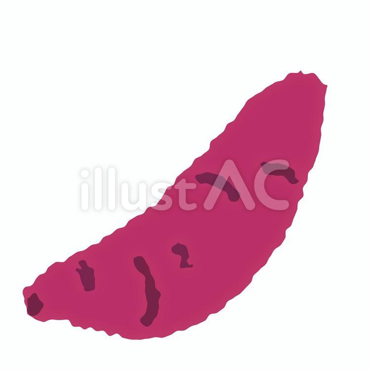 野菜6　サツマイモ サツマイモ,野菜,シンプルのイラスト素材