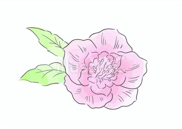 クリスマスローズ　水彩風 クリスマスローズ,水彩,線画のイラスト素材