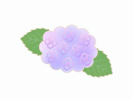 Purple Hydrangea, hydrangea, rainy season, hydrangea, JPG and PNG