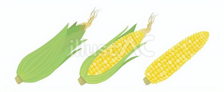 とうもろこし9 とうもろこし,葉,ひげのイラスト素材