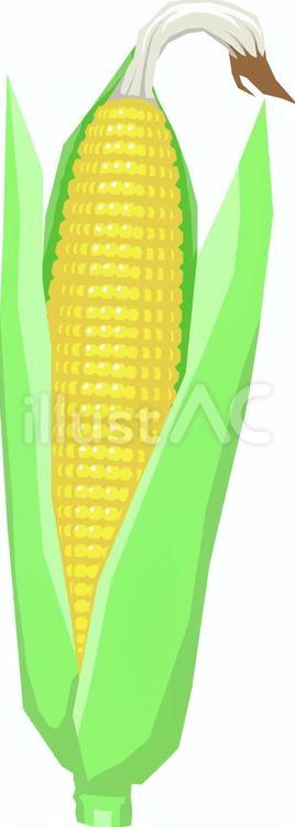 とうもろこしのイラスト 穀物,イネ科,トウモロコシのイラスト素材