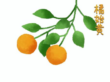 橘始黄　たちばなはじめてきばむ 七十二候,小雪,旧暦,冬,橘,柑橘類,オレンジ,緑,葉っぱ,文字のイラスト素材