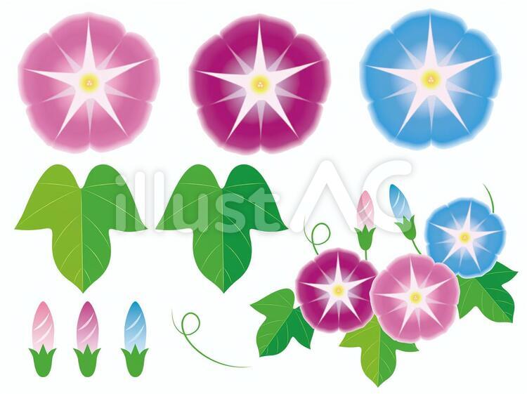 朝顔イラスト素材イラスト No 無料イラストなら イラストac