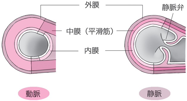 動脈と静脈の断面 血管,動脈,静脈,断面図,図解,外膜,中膜,内脈,静脈弁,人体のイラスト素材
