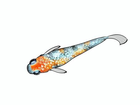 改良メダカ【桜餅】 めだか,改良メダカ,桜餅,三色ラメ,魚,淡水魚のイラスト素材