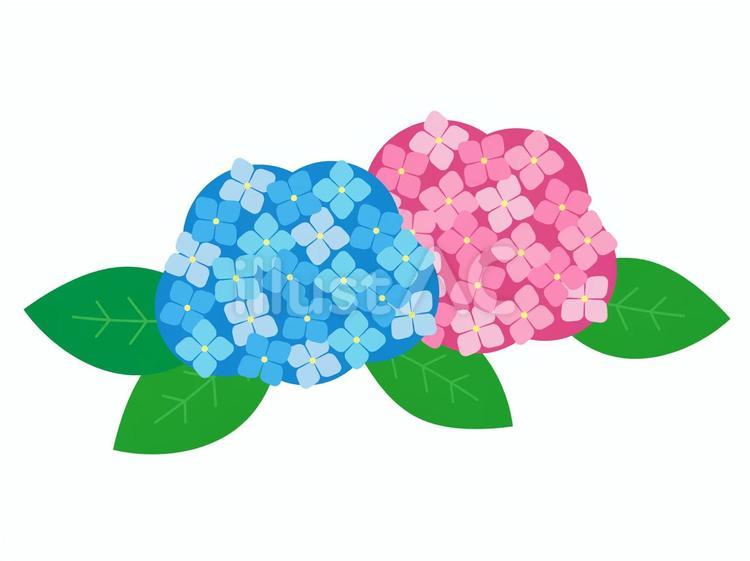 あじさい2色 02-2 紫陽花,あじさい,アジサイのイラスト素材