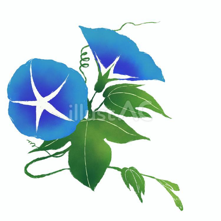 青い朝顔のイラスト２ 朝顔,アサガオ,あさがおのイラスト素材