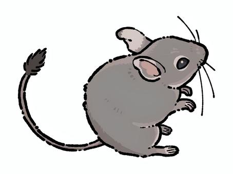 Illustration, degu, a mouse, rodent, 