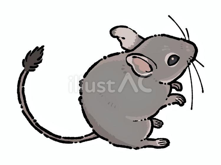 横向きのデグー デグー,ネズミ,げっ歯類のイラスト素材