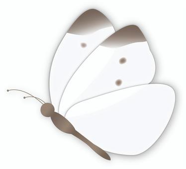 White cabbage butterfly_2, monsieur root, white, tiny, JPG, PNG and AI