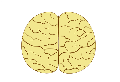 脳 脳,人体,内臓,頭,神経のイラスト素材