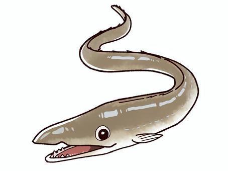 鱧 ハモ,魚,名物,夏,秋,愛媛,八幡浜,白身,歯,側線のイラスト素材