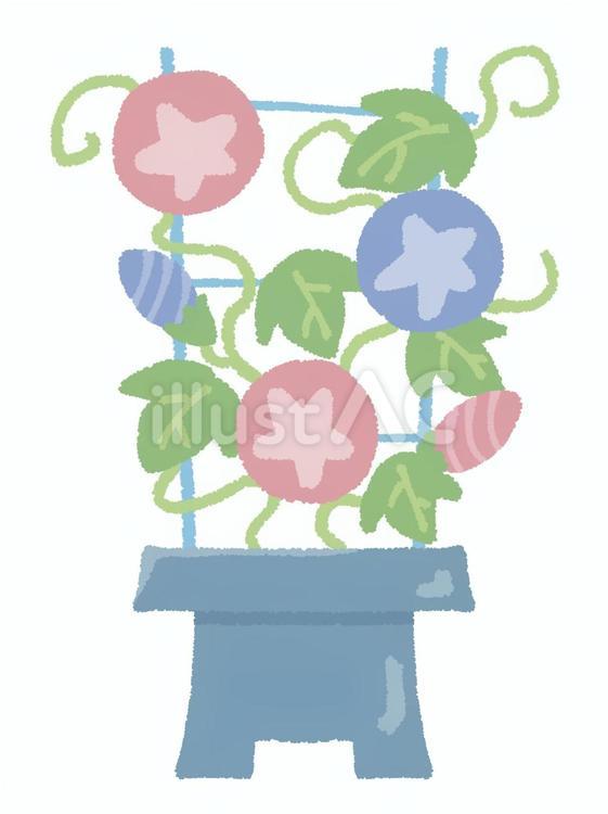 朝顔の鉢植え 朝顔,鉢植え,花のイラスト素材