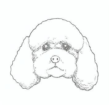 【手描き】トイプードルの顔 トイプードル,アップ,顔,ペット,犬,生き物,手描き,リアル,モノクロ,挿絵のイラスト素材