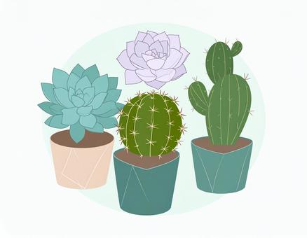 サボテンや多肉植物が並んだ植物装飾