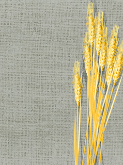 黄金色の麦穂と麻布の背景　mugi024 麦穂,黄金色,リアル,ナチュラル,お洒落,自然,植物,大人っぽい,枠,背景のイラスト素材