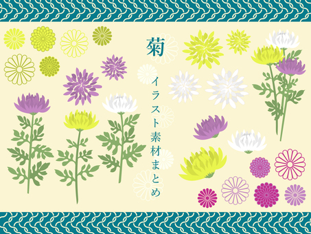 菊　イラスト素材まとめ 菊,花,秋,仏花,植物,和,和風,十六菊,八重菊,お盆のイラスト素材