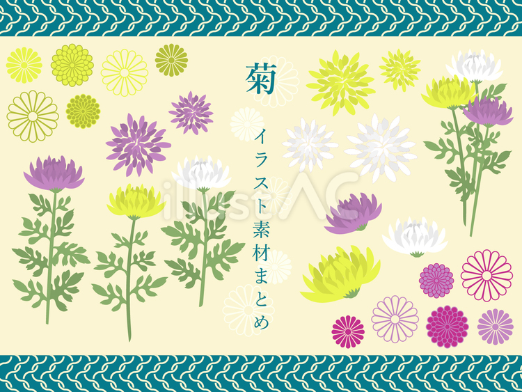 菊　イラスト素材まとめ 菊,花,秋のイラスト素材