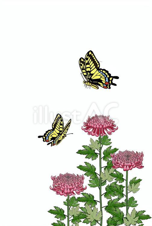 赤い菊とアゲハ蝶02 アゲハ蝶,菊,手描きのイラスト素材
