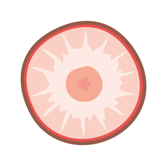 シンプルないちごの輪切り いちご,輪切り,断面,切り口,半分,果物のイラスト素材