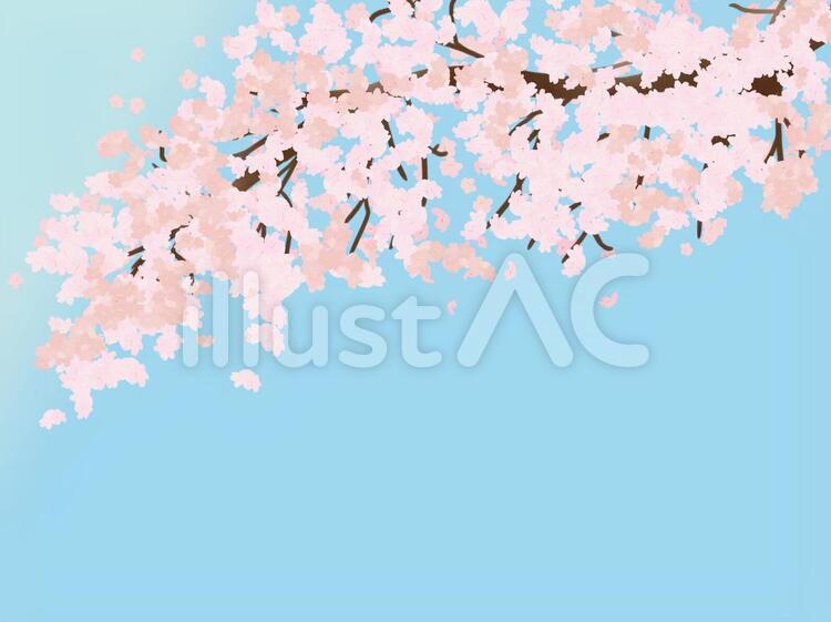 桜の花 春,花,桜のイラスト素材