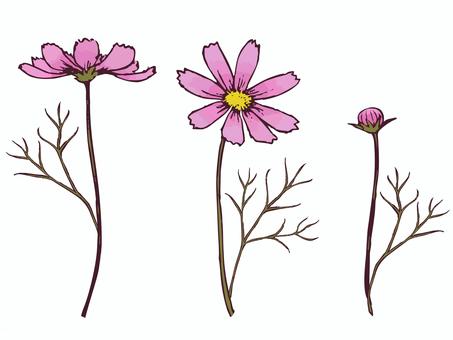 コスモスの手描きイラスト_セット01 コスモス,花,秋,ピンク,自然,ナチュラル,イラスト,手描き,手書き,葉のイラスト素材