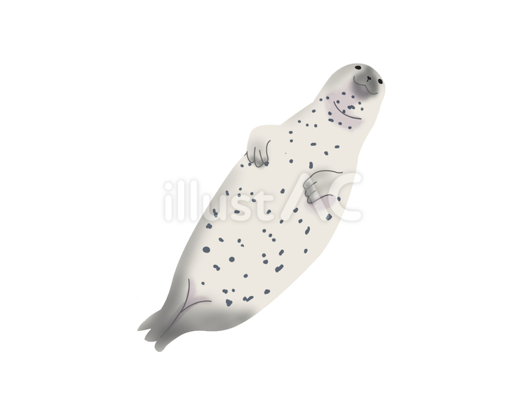 ゴマフアザラシ（仰向け・主線なし） ゴマフアザラシ,アザラシ,動物のイラスト素材