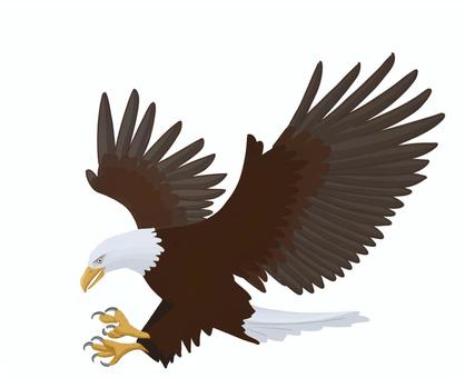 獲物を捕まえようとしている鷲 鷲,飛ぶ,足,爪,捕まえる,勇ましい,大きい,鳥,白頭のイラスト素材