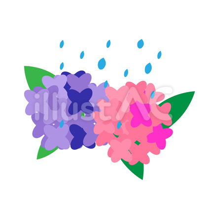 梅雨で水滴が滴っている紫陽花のイラスト