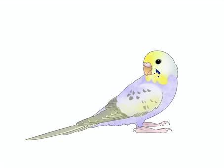 セキセイインコレインボーライラック 鳥,インコ,かわいい,ペット,手乗り,フリー,素材,カラフル,セキセイインコ,レインボーのイラスト素材