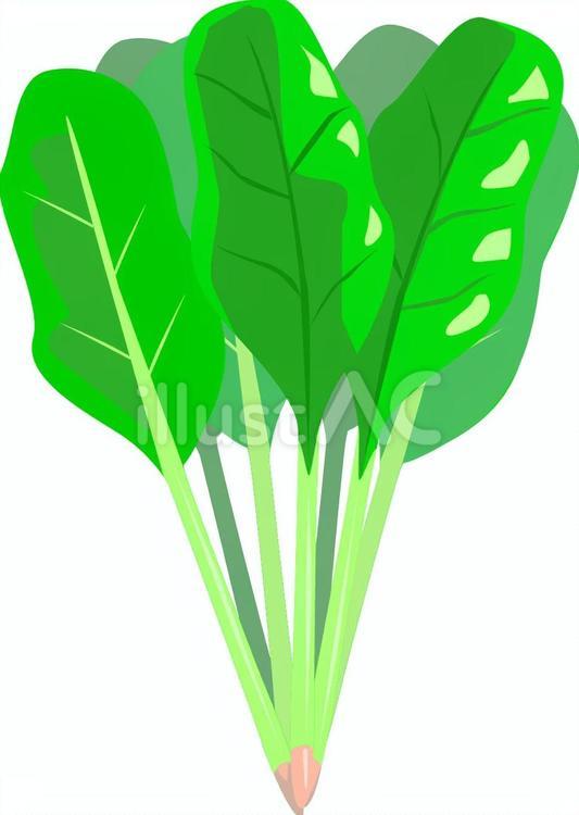 ほうれん草 ほうれん草,緑黄色野菜,野菜のイラスト素材