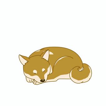 かわいい柴犬のシンプルイラスト丸まる 犬,ペット,柴犬,手描き,横向,かわいい,アクション,アニマル,挿絵,カット絵のイラスト素材