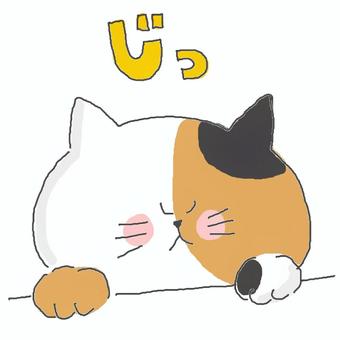 じっと見つめる三毛猫ちゃん 三毛猫,かわいい,見つめる,見る,おねだり,甘える,興味,ねこ,動物,いきもののイラスト素材