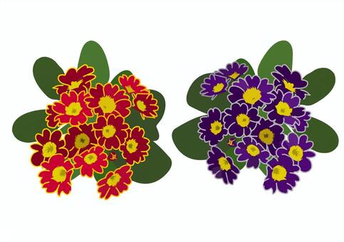 Illustration, primula, julian, flower, 