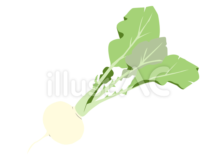 野菜12　かぶ かぶ,春かぶ,リアルのイラスト素材