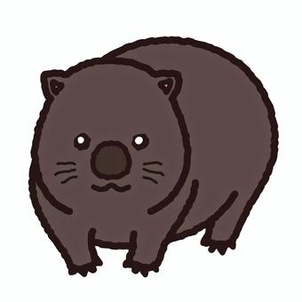 オーストラリアンウォンバット