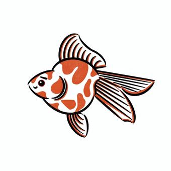 金魚 金魚,魚,手書き,手書きイラスト,らんちゅうのイラスト素材