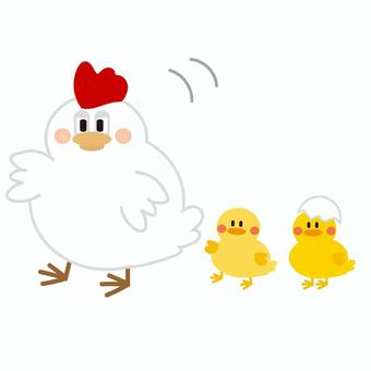 かわいいニワトリの親子 かわいいニワトリの親子 鳥,ニワトリ,ひよこ,動物,生き物,卵,殻,親子,かわいい,ベクターのイラスト素材
