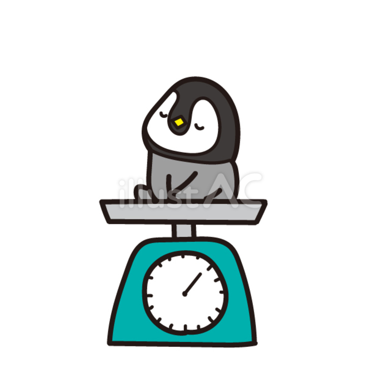 12月動物（身体検査の日、ペンギン、体重測定、量り） 12月,動物,ペンギンのイラスト素材