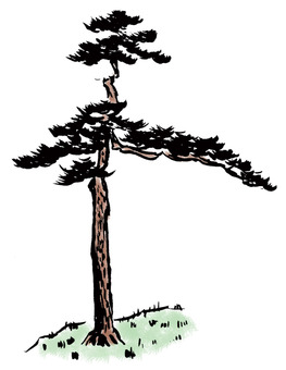 松の木 松,木,自然,緑,筆描き,墨絵,水墨画,植物のイラスト素材
