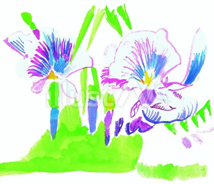 すみれ すみれ,花,白のイラスト素材