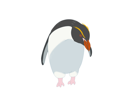 ハシブトペンギン（覗き込む・主線なし） ハシブトペンギン,スネアーズペンギン,ペンギン,鳥,動物,覗き込む,主線なしのイラスト素材