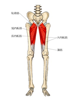 内転筋群のイラスト 恥骨筋,短内転筋,大内転筋,長内転筋,薄筋,筋,筋肉,ガイコツ,解剖,骨のイラスト素材