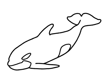 シャチ シャチ シャチ,海,水族館,哺乳類,生き物,塗り絵のイラスト素材