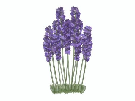 Illustration, lavender, flower, tiny, 