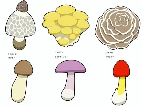 秋のキノコ 秋,キノコ,キヌガサタケ,タモギタケ,マイタケ,マツタケ,ムラサキシメジ,タマゴタケのイラスト素材
