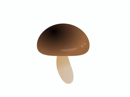 きのこ きのこ,マッシュルーム,椎茸,秋,秋の味覚,菌,茶色,食べ物,食品,ヘルシーのイラスト素材
