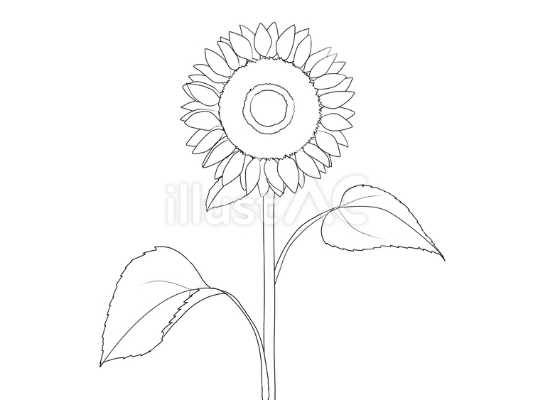 ひまわり　線画 ひまわり,花,植物のイラスト素材